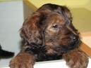 briard